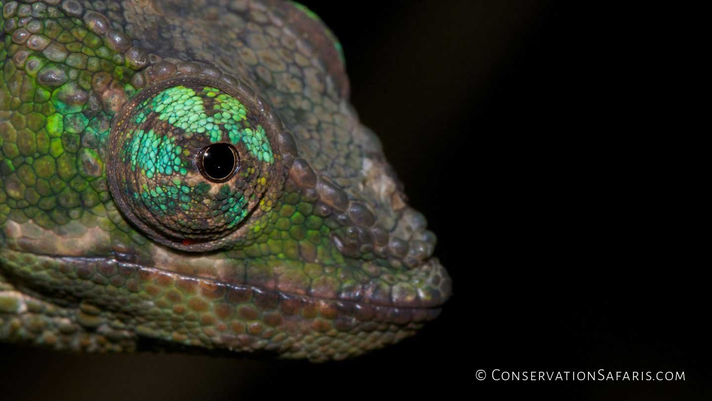 Madagascar Chameleon